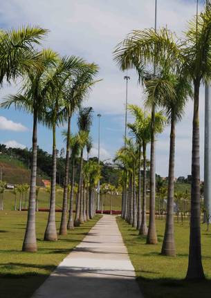 Alameda de palmeiras imperiais, que reúne mais de 140 unidades da espécie