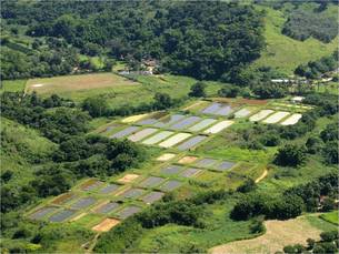 Área de piscicultura da Fazenda Experimental em Leopoldina será modelo de produção de espécies