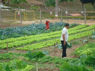 Detentos de Teófilo Otoni participam de diversas atividades profissionais, como a produção de hortaliças