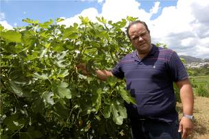O pesquisador Paulo Norberto tem boas expectativas com relação ao plantio da figueira na região