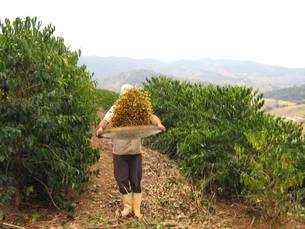 Com mais de um milhão de hectares plantados, Minas é o maior produtor de café do Brasil