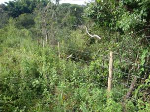 Cerca protege a nascente na propriedade de Anésio Borém, no município de Itaguara