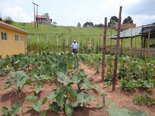 O município de Liberdade, na Zona da Mata, é exemplo no plantio de hortaliças não convencionais
