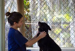 Na ONG Cão Viver, cerca de 30 animais por mês são resgatados do abandono ou dos maus tratos