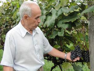 Produtor de uva orgânica Nildo Martins Cardoso: “Aqui, o próprio capim faz a adubação”