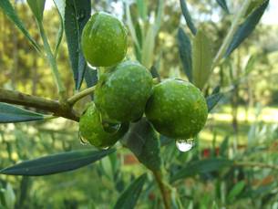 O azeite orgânico Verde Oliva foi classificado como extravirgem, com 0,1% de acidez