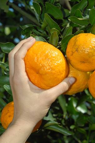 Nova doença identificada, "greening" é a pior que já apareceu nas lavouras de citros