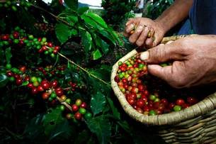 O objetivo do projeto é capacitar e aprimorar os processos produtivos, o que é fundamental para agregar valor à produção cafeeira