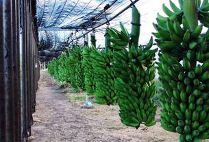 A bananicultura foi implantada há 21 anos no município com a ajuda da Emater-MG