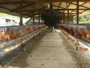 Associação dos Pequenos Produtores de Santa Rita produz leite, queijo, rapadura e ovos