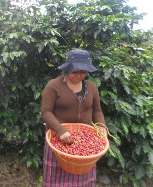Guatemala possui uma vasta produção de café e poderá desenvolver ainda mais a cafeicultura