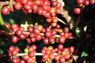 A comercialização externa do café somou US$ 3,7 bilhões