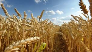 O Estado é o quarto maior produtor brasileiro de trigo e deve alcançar 204,3 mil toneladas