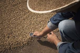 Café, chá e especiarias foram responsáveis por 19,2% das exportações