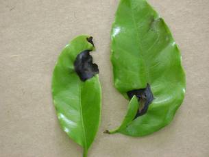 Manchas escuras e bordas encurvadas são alguns sinais da doença nas folhas do cafeeiro