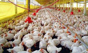 Em 2014,10,5% das exportações de frango do país saíram de Minas
