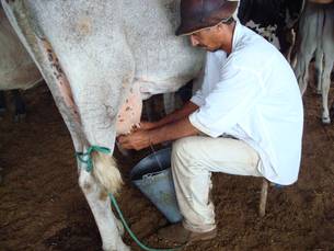 Programa difunde ténicas bem sucedidas entre produtores de leite em Minas