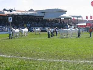 Exibição de raças zebuínas durante o evento realizado em anos anteriores