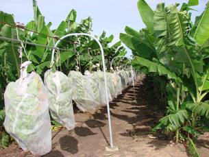 Produção de banana no Jaíba com cabo aéreo para transporte de cacho de banana 