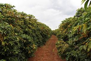Cultivar de café Paraíso é resistente à ferrugem, uma das principais doenças da região