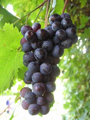 Alternância bem definida das estações climáticas e solo profundo favorecem o cultivo da uva no Vale do Jequitinhonha