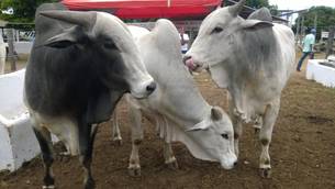 Em 2015 já foram realizados duas feiras de touros do Pró-Genética no Vale do Jequitinhonha