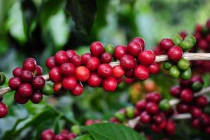 Emater-MG vai receber amostras de café dos produtores das quatro regiões cafeeiras do estado