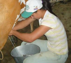 Minas Gerais é maior produtor nacional de leite