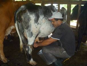 Emater-MG oferece aperfeiçoamento a produtores de leite