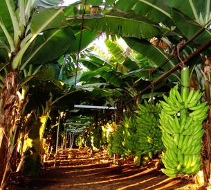 Norte de Minas é responsável por 52,4% da produção de banana no Estado