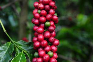 O café respondeu por 38,1% das exportações mineiras do agronegócio