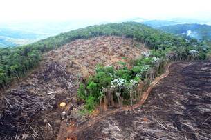 Com foco na fiscalização de desmatamentos, a Semad realizou várias operações