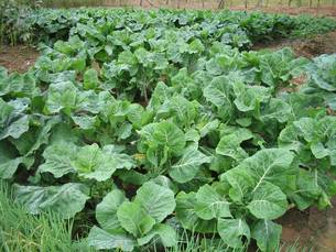 O plantio das hortaliças obedece ao sistema agroecológico, sem a utilização de defensivos agrícolas