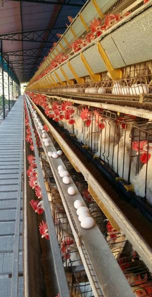 Minas possui 2,4 mil estabelecimentos avícolas