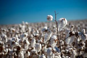 No caso do algodão, o vazio vigora, em todo o estado, até o dia 20 de novembro