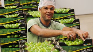 Produção de frutas no Jaíba terá destaque na Feira Fruit Logística