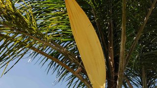 Palmeira licuri com cacho floral