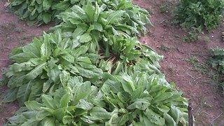 A Azedinha é uma das variedades de hortaliças cultivada no asilo