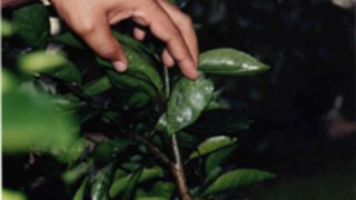 IMA promove ações de prevenção à mosca negra dos citros