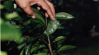 Ações do IMA previnem ocorrência da mosca negra dos citros