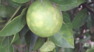 Levantamento fitossanitário previne doença em citros