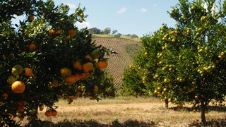 O município de Campanha está entre os que mais produziram tangerina ponkan na safra deste ano