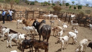 Pró-Genética visa ao melhoramento genético do rebanho bovino, apoiando a comercialização dos animais