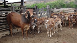 Pró-Genética investe na renovação do rebanho bovino de Minas