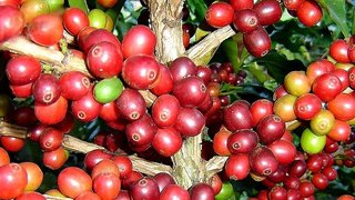 O projeto de Gladyston Carvalho visa revitalizar a cafeicultura familiar