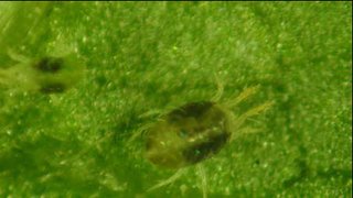 Controle biológico na cultura do morangueiro:ácaro-rajado Tetranychus urticae