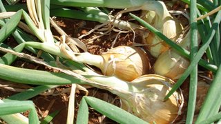 Produtores de cebola aumentam área plantada e produtividade