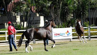 Os cavalos da raça mangalarga paulista que foram leiloados durante a Superagro