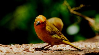Rola Moça promove encontro para observação de pássaros