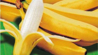 Minas abre caminho para exportação de banana prata-anã